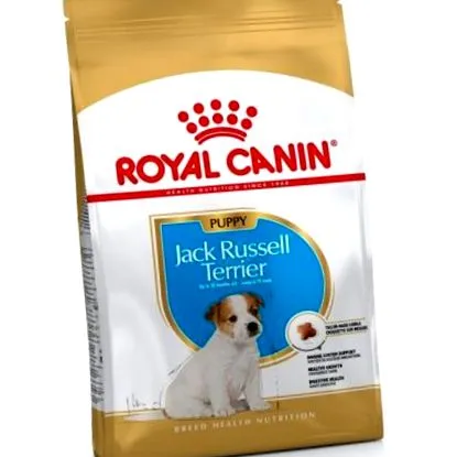 jack terrier