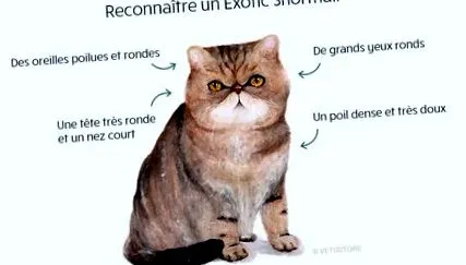 exotic
