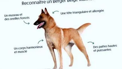 berger