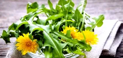 plantelor