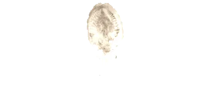 щодо
