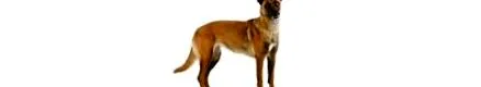 malinois