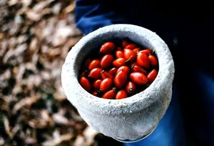 măceșe