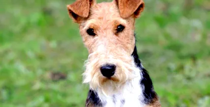 Terrier számára