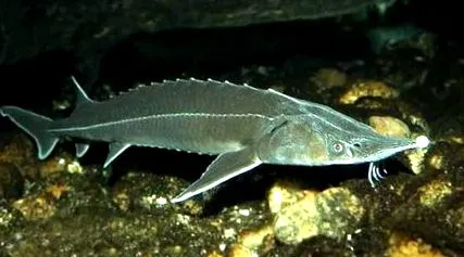 tartani akkor