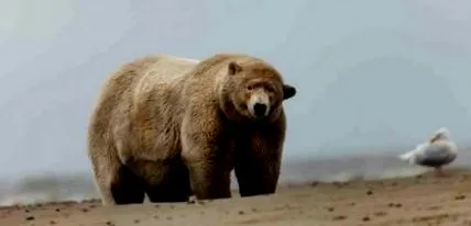 alaska albert