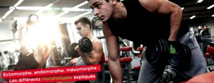 ectomorf endomorf