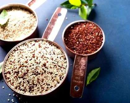 quinoa csírázott