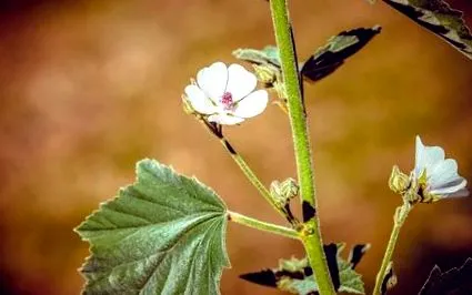 hivatalos pillecukor