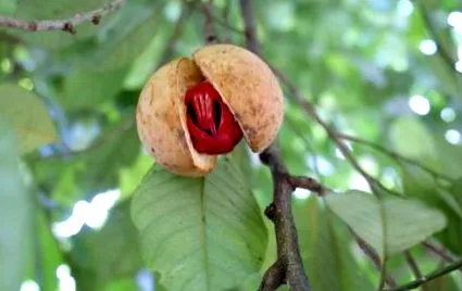 beneficii