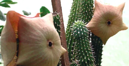 hoodia gordonii