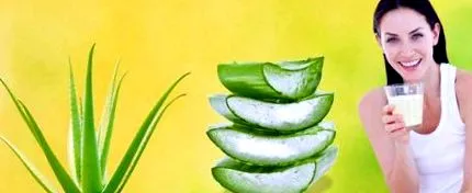 aloe