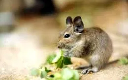 degus
