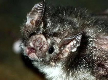 vámpír