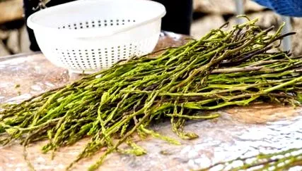 Asparagus acutifolius
