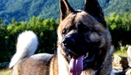karakter akita