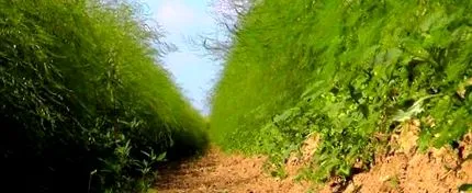 officinalis