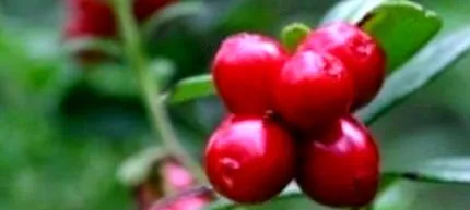 nature lingonberry