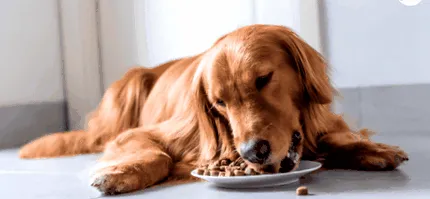 tippek
