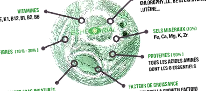 Chlorella vagy Chlorella
