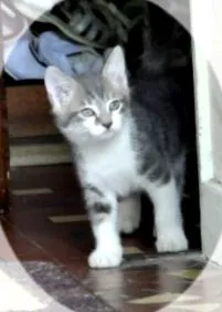 cica számára