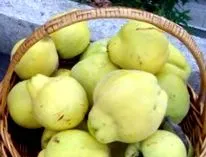 gutuie