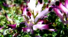 fumitory