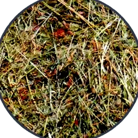 nyúleledel