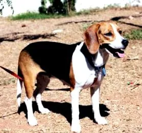 mérete