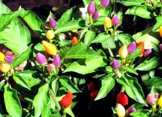capsicum