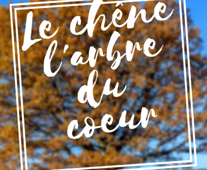 csészét étkezések