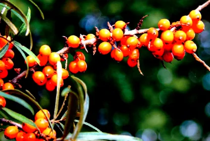 antioxidant