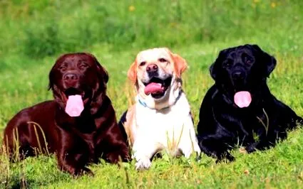 labrador