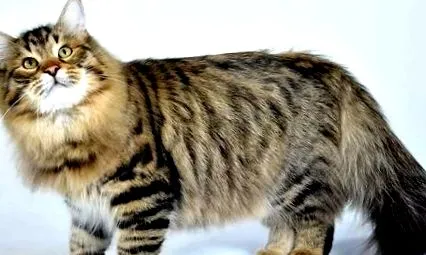 macska
