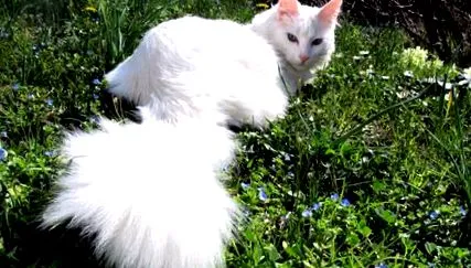 angora