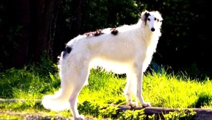 educație greyhound
