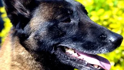 malinois