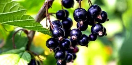 antioxidanți coacăze