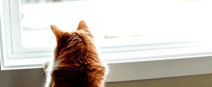 мого