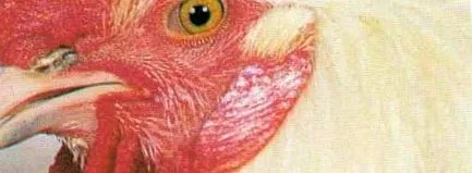 gătit