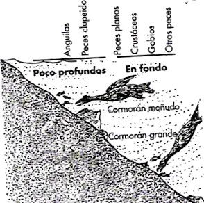 ctma
