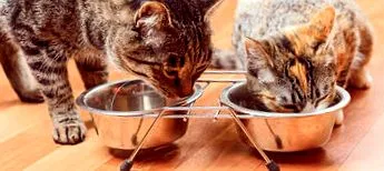 purina