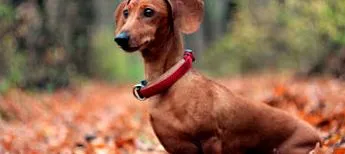 vagy