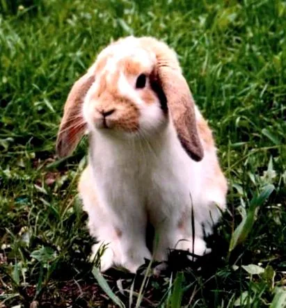 conejo