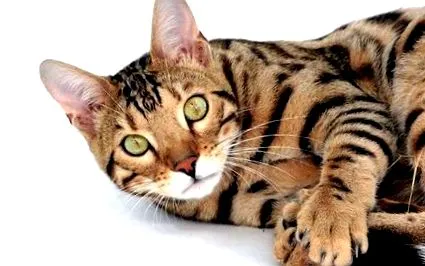 tippek