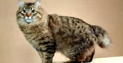 bobtail