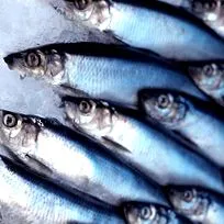 hering
