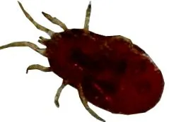 tetű