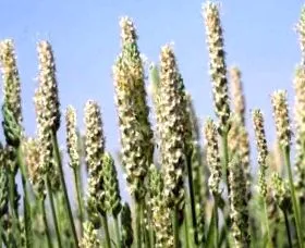 psyllium