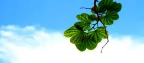 cure naturopate